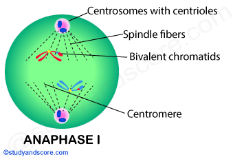 anaphase, mitosis, mitotic cell division, meiosis 1